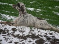 Setter Anglais EROS DI LORO PICENO Setter Anglais EROS DI LORO PICENO